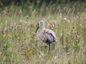 Sandhill Crane