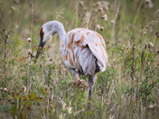 Sandhill Crane