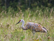 Sandhill Crane