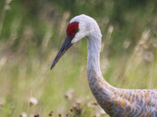 Sandhill Crane