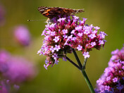 English Gardens - Winnipeg