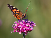 Butterflies are Free