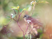Yellow-Rumped Warbler