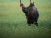 Moose Sniffs