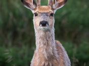 Young Mule Buck
