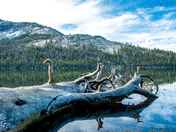 Yosemite National Park