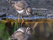 The mirror 