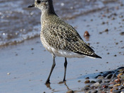 Black Bellied Plover