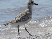 Black Bellied Plover
