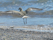 Black Bellied Plover
