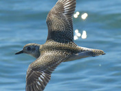 Black Bellied Plover