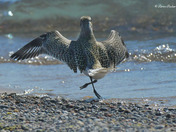 Black Bellied Plover
