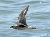 Black Bellied Plover