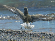 Black Bellied Plover