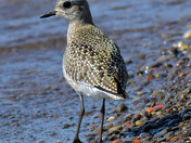 Black Bellied Plover