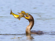 White Breasted Cormorant 