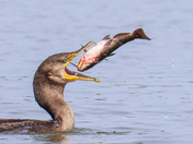 White Breasted Cormorant 