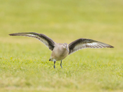 Hudsonian godwit
