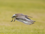 Hudsonian godwit