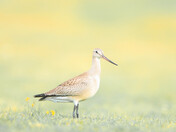 Hudsonian godwit