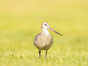 Hudsonian godwit