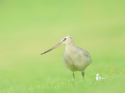 Hudsonian godwit