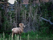 Glacier National Park