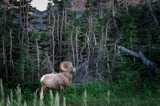 Glacier National Park