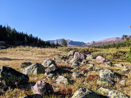 Ashley National Forest