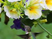 Ruby-throated Hummingbird