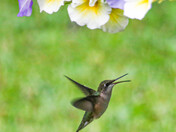 Tweet