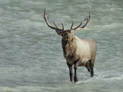 Bull elk 