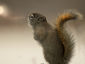 Red tail squirrel 