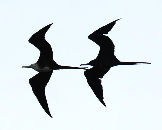 Aransas National Wildlife Refuge