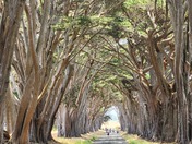 Cypress Tree Tunnel - Point Reyes National Seashore