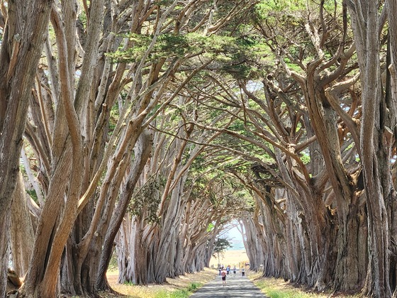 Cypress Tree Tunnel - Point Reyes National Seashore