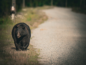 Alligator River National Wildlife Reserve