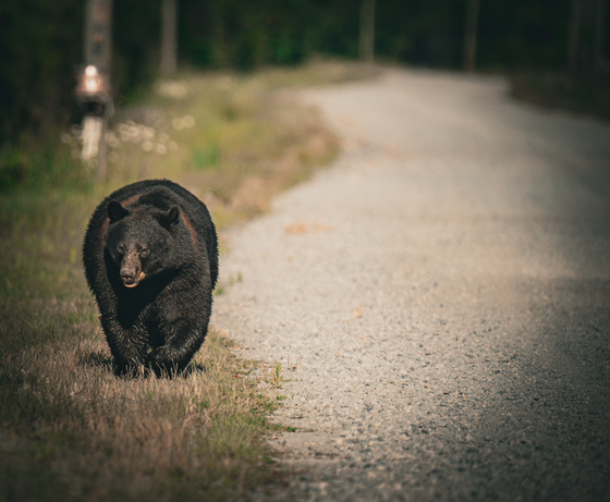 Alligator River National Wildlife Reserve