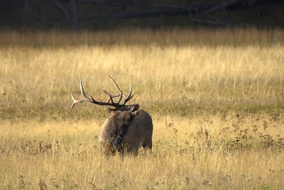 Yellowstone National Park
