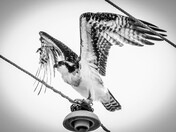 Osprey