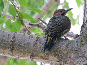 Northern Flicker