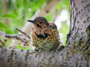 Northern Flicker