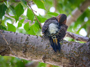Preening