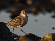 Palm of the semipalmated sandpiper