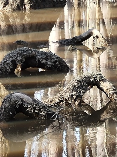 Congaree National Park