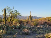 Saguaro National Park East