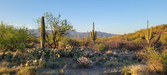 Saguaro National Park East