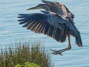 In for a landing