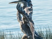 Landing 