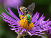 Green sweat bee